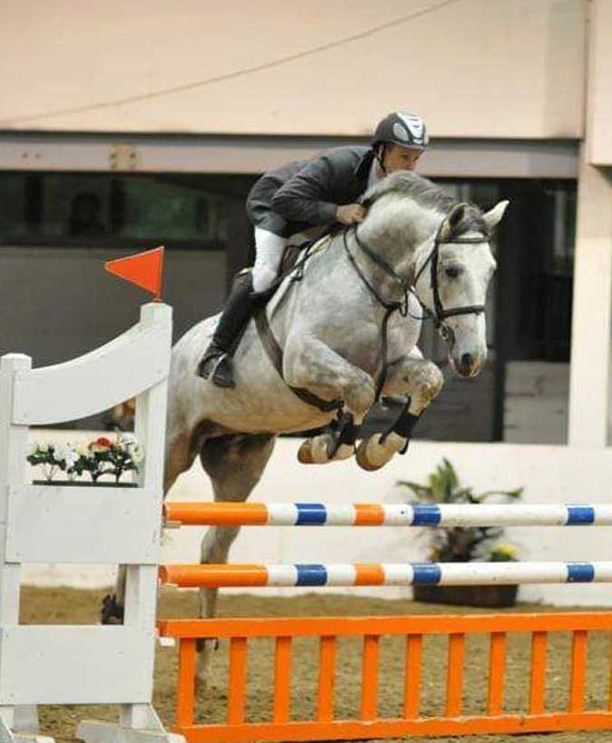 Irish jumper stallion